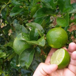 1 Kg Organic Limes