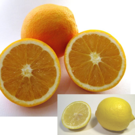 10Kg Navel Oranges + 5Kg Organic Lemons