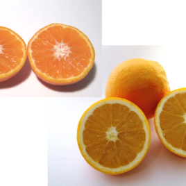 5Kg Navel Oranges + 5Kg Organic Ellendale Mandarins