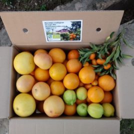 GIFT BOX 15Kg personalised organic citrus fruits