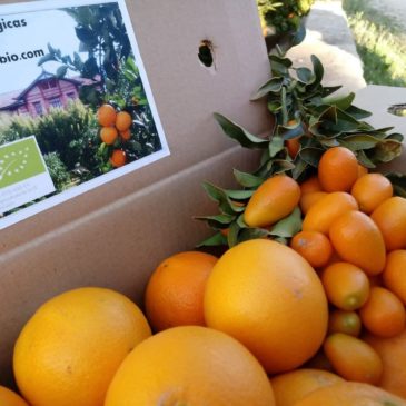 14 kgs Navel Oranges + 1 kg of organic Kumquats
