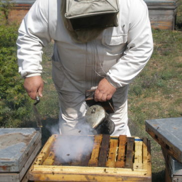 Día mundial de las abejas en el Huerto San Eusebio